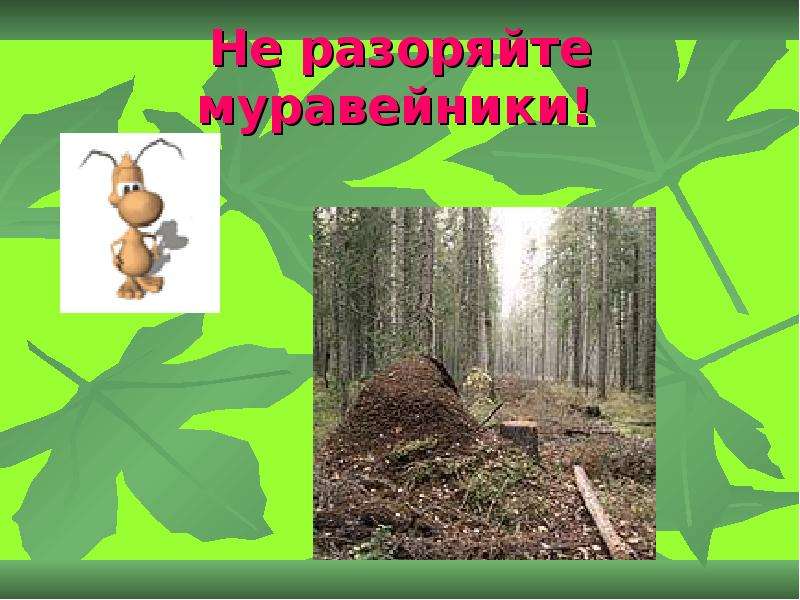 Не разоряй муравейники рисунок