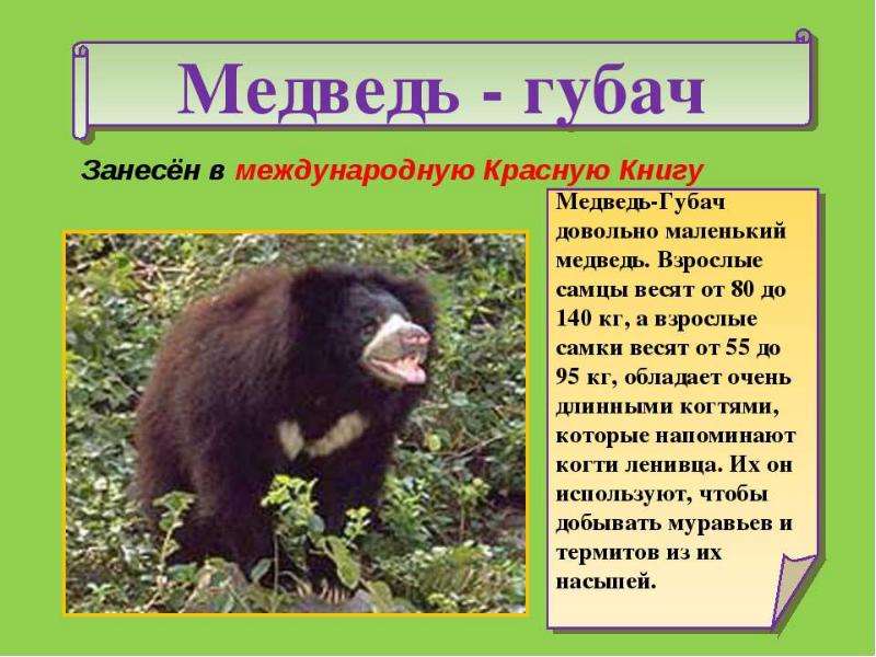 Животные россии занесенные в красную книгу россии с фото и описанием