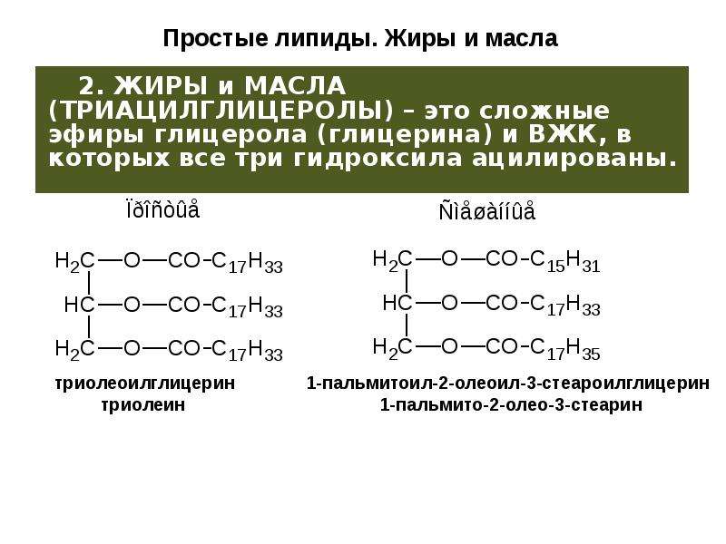 Какие функции выполняют липиды