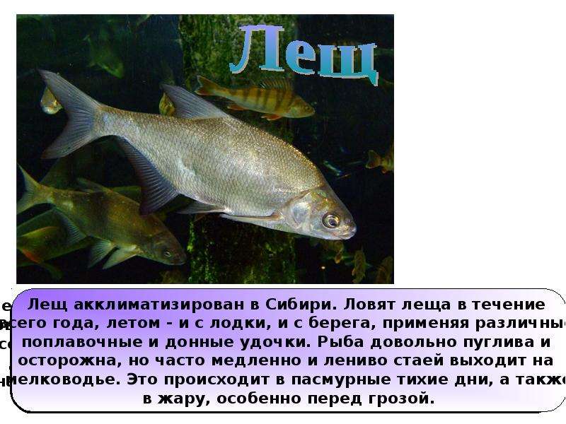 Где водится лещ