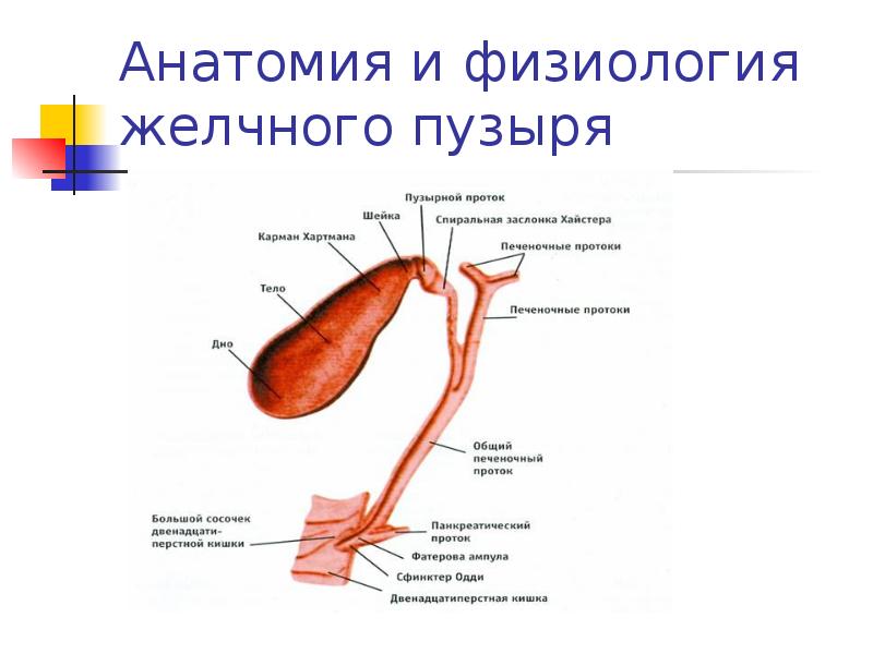 Анатомия и физиология желчного пузыря