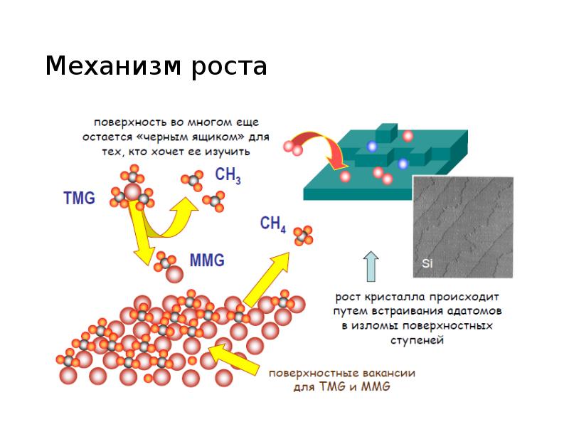 Механизмы роста