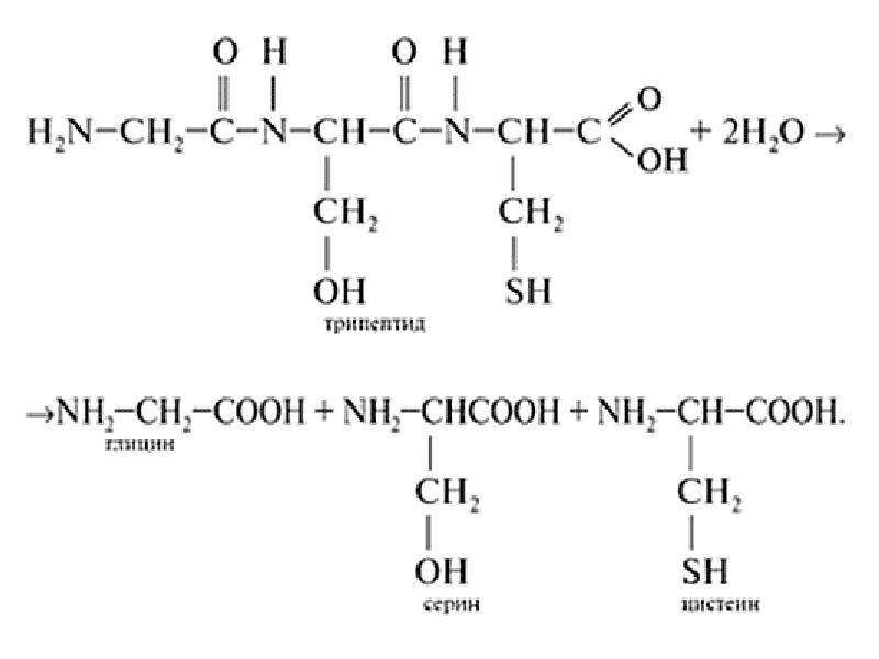 При гидролизе белков могут образоваться вещества. Гидролиз белков общая схема. Схема гидролиза белка. Схема гидролиза трипептида. Уравнение реакции гидролиза первичного белка.