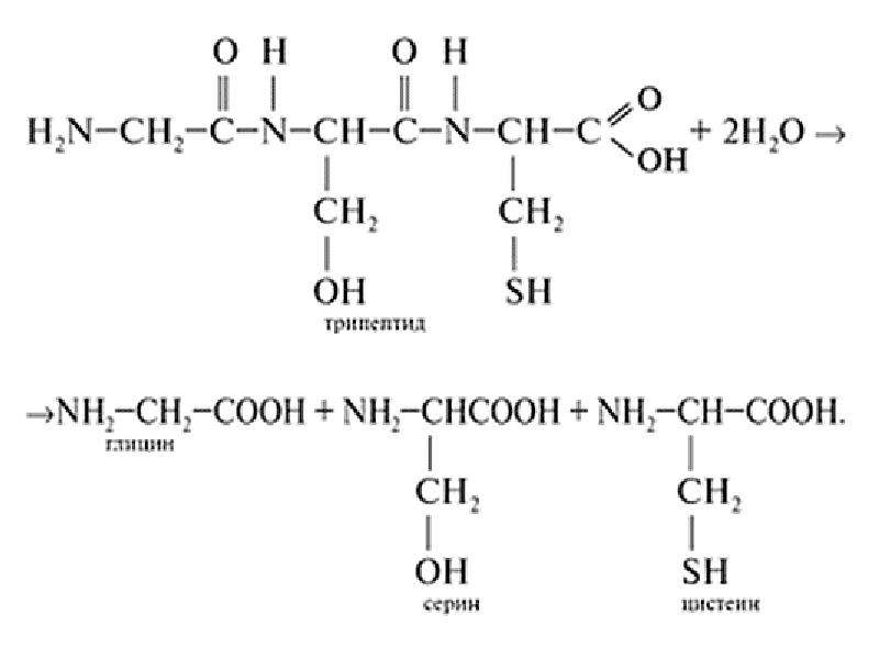 Приведите схему гидролиза белка