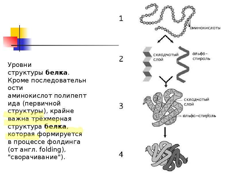 Рисунок с изображением полипептида. Уровни структуры белка. Уровень организации полипептида. Содержит информацию о первичной структуре белка. Где хранится информация о структуре белка.