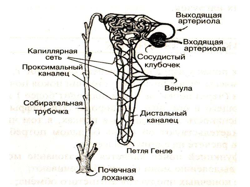 Клиническая биохимия почек презентация