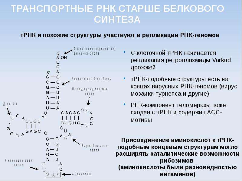 Число т рнк. Синтез аланил ТРНК. Синтез транспортной РНК. Структура РНК. Характеристика ТРНК.