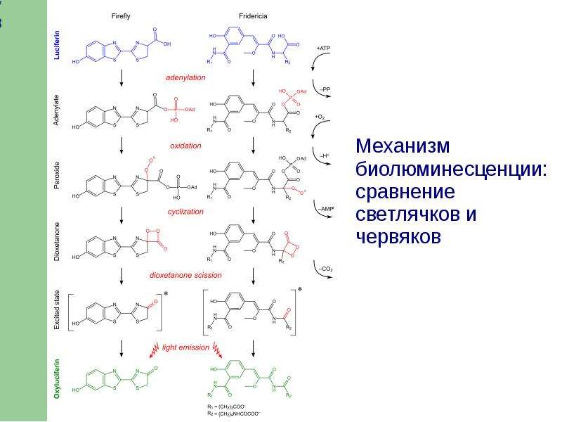Способы соединения в химии. Биополимеры формула химическая. Биофункциональное соединение формула.