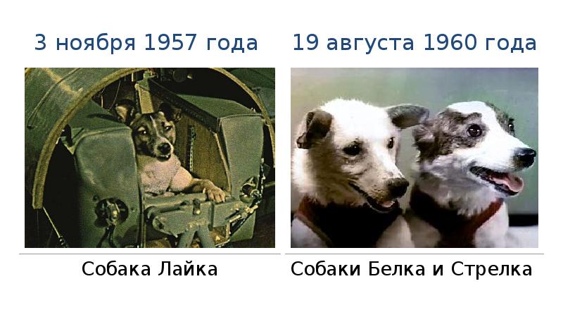 19 августа 1960. Лайка в космосе. Собака лайка в космосе. Собаки Гагарин ракета. Белка стрелка рисунок для детей 1960.