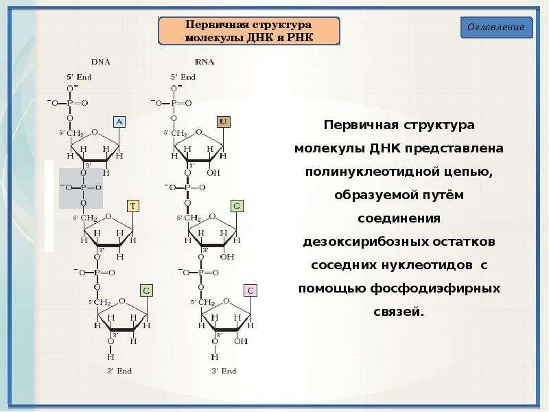 Первичная структура белка мономер. Первичная структура РНК формула. Схема строения мономера РНК. Схема строения первичной структуры РНК.