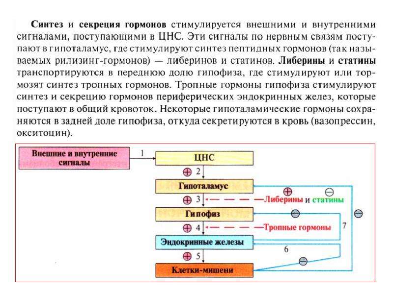 Синтезируются в организме. Синтез секреция транспорт гормонов. Синтез и секреция гормонов физиология. Механизм синтеза различных гормонов. Синтез, секреция и выделение гормонов из организма.