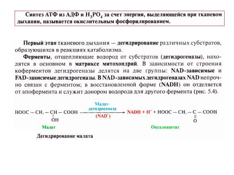 Для синтеза атф и восстановления. Дегидрирование субстстратов. Дегидрирование субстратов. Дегидрирование субстратов биохимия. Дегидрирование субстратов и окисление водорода.