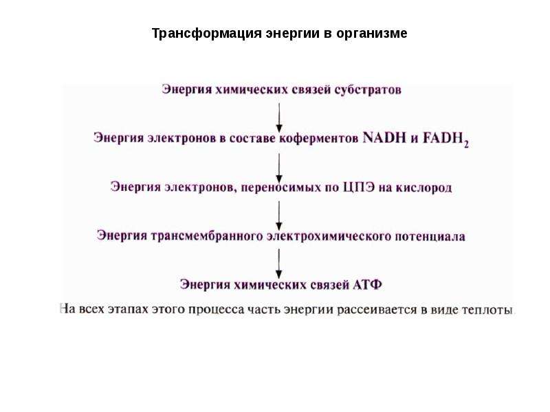 Процесс превращения энергии. Схема превращения энергии в организме. Превращение энергии в организме человека схема. Превращение химической энергии в организме. Трансформация энергии в организме человека.