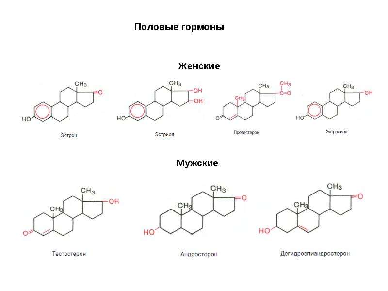 Схема пол биохимия