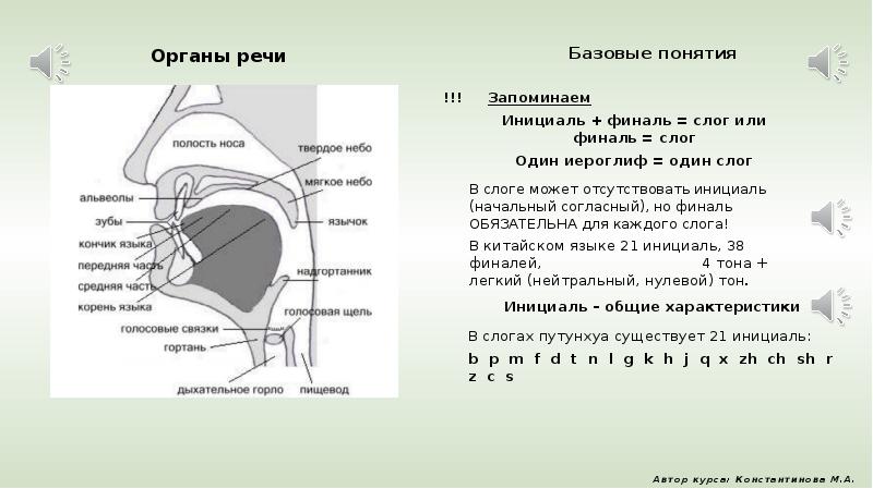 Органы речи картинка для детей