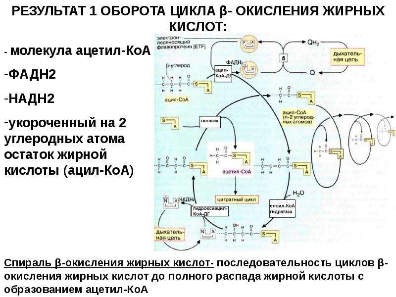 Окисление липидов и углеводов. Пути образования липидов. Синтез липидов. Превращение липидов. Синтез сложных липидов.