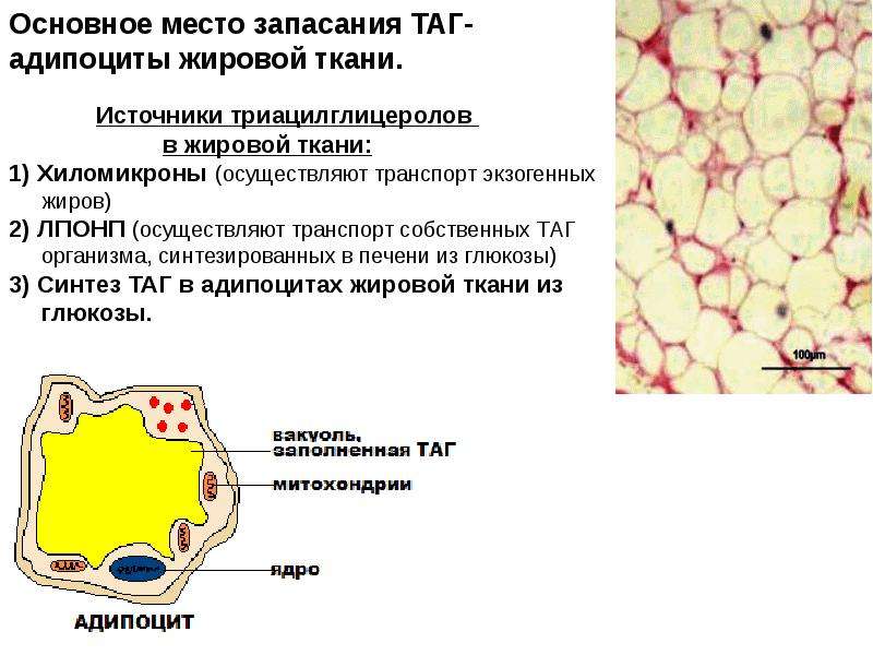 Жировая ткань какая ткань. Основная форма запасания липидов. Адипоцитов бурой жировой ткани. Источники развития жировой ткани. Жировая ткань форма клеток.