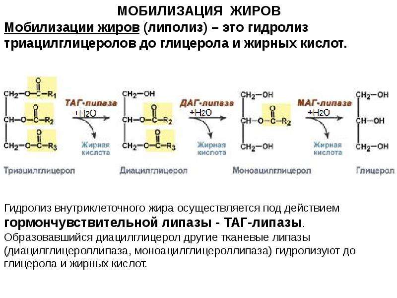 Таг липаза. Схема регуляции активности таг-липазы. Липолиз внутриклеточный гидролиз триацилглицеридов. Тканевые липазы биохимия. Процесс мобилизации жира из депо схема.