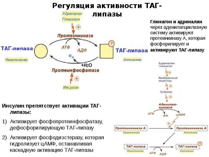 Синтез липазы. Регуляция активности таг липазы. Механизм регуляции активности липазы. Схема регуляции активности таг-липазы. Гормональная регуляция таг-липазы.