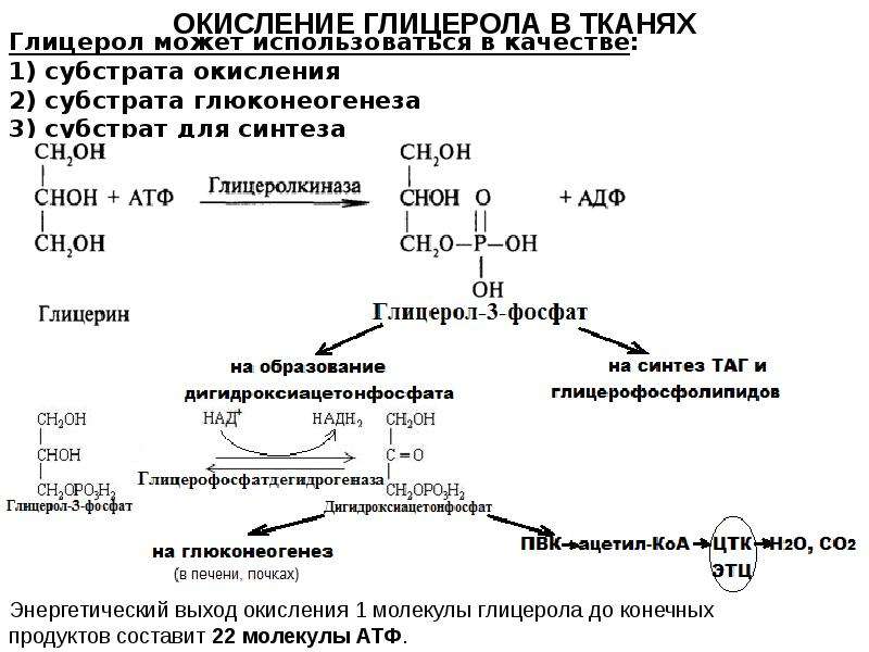 Синтез липидов