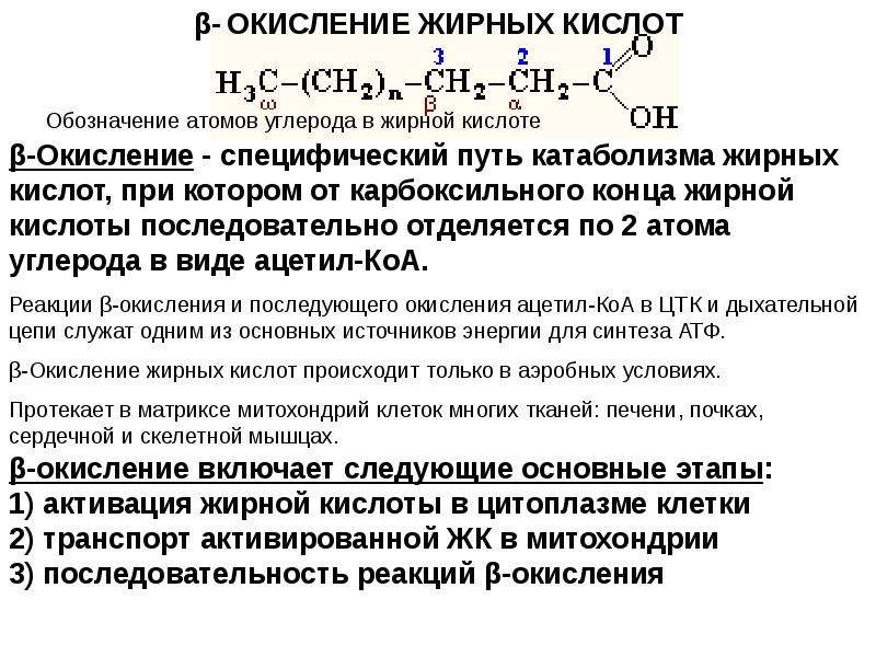 Окисление жиров. Окисление жирных кислот 2 этап. Пути окисления жирных кислот. Стадии b окисления жирных кислот. Механизм активации жирных кислот.