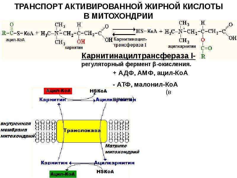 Транспорт атф. Регуляторный фермент карнитин –ацилтрансфераза. Карнитин ацил трансфераза. Схема транспорта жирных кислот в митохондрии. Активация и транспорт жирных кислот в митохондрии.