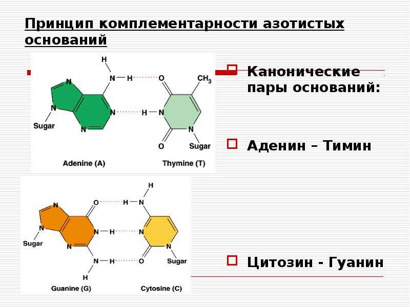 Гуанин входит в состав днк. Аминокислоты аденин гуанин Тимин цитозин таблица. Комплементарная пара аденин Тимин. Азотистые основания аденин гуанин цитозин Тимин. Урацил Тимин цитозин гуанин комплементарность.