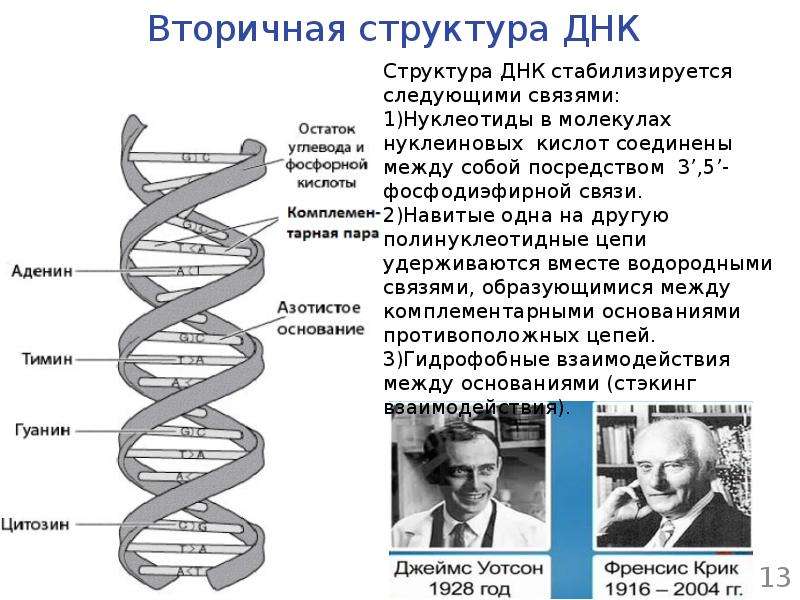 Структура днк фото