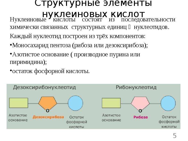 Отличия нуклеиновых кислот. Структурные компоненты нуклеиновых кислот. Структурные элементы нуклеиновых кислот. Три основных компонента нуклеиновых кислот. Структурная единица молекул нуклеиновых кислот.