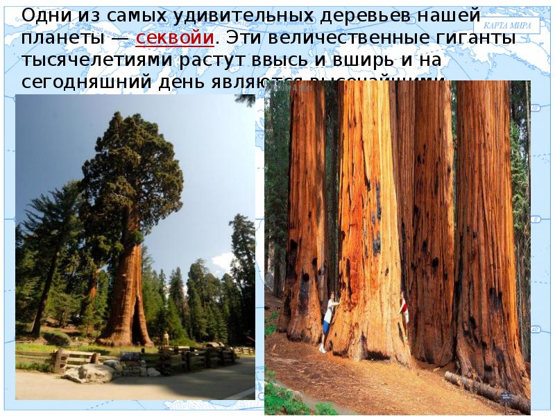 Какие леса в евразии. Деревья растущие в Евразии. Секвойя растет в Евразии. Удивительные деревья Евразии. Самое высокое дерево в мире сообщение.