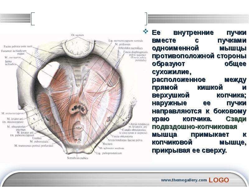 Мышцы противоположного