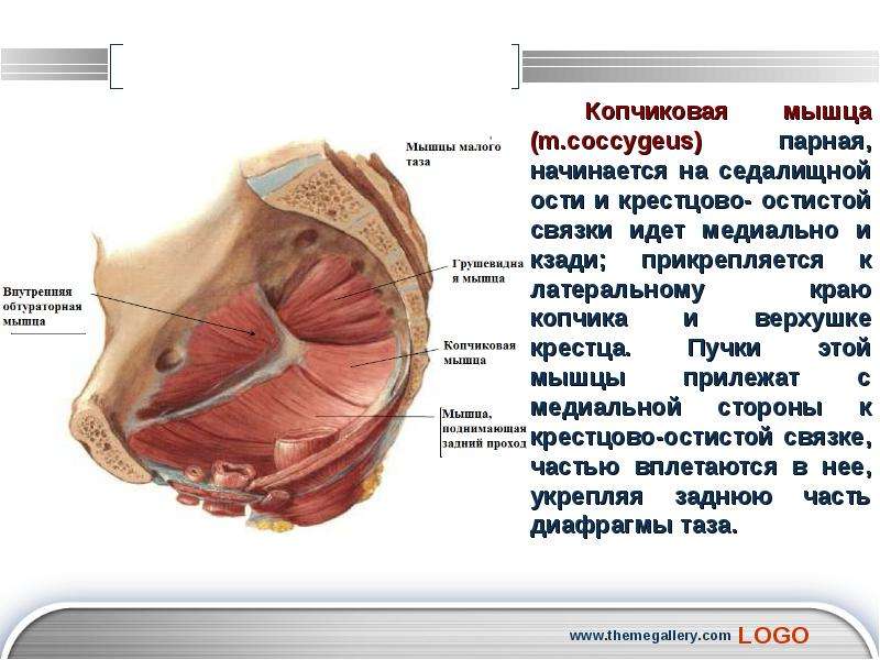 Лобково копчиковая мышца фото