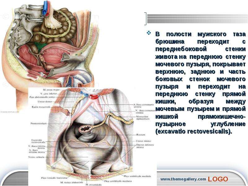 Полость мужчина. Мочевой пузырь – расположение, отношение к брюшине, строение.. Мочевой пузырь и брюшина. Мочевой пузырь расположение отношение к брюшине. Отношение мочевого пузыря к брюшине.