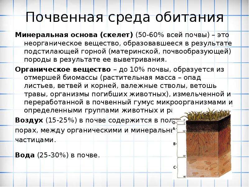 Слой почвы содержащий органические соединения. Почвенная среда обитания. Почва как среда обитания. Среды обитания почвенная среда. Почва среда.