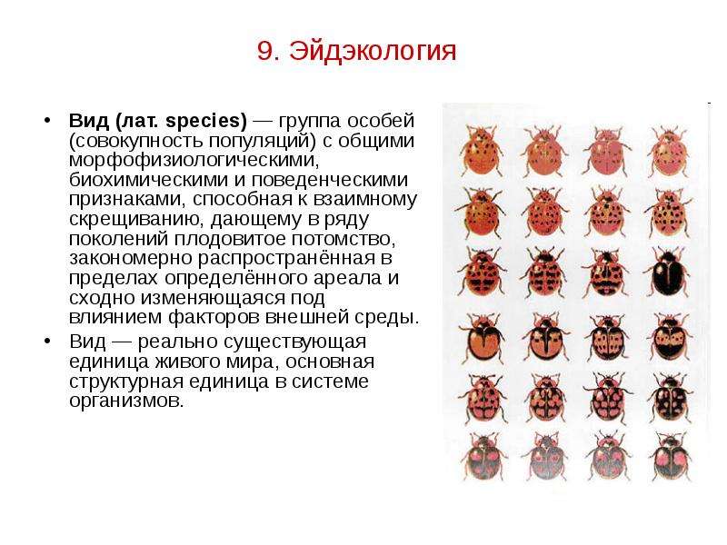 Виды особей. Морфофизиологический критерий вида. Эйдэкология. Вид это группа особей. Морфологический критерий скрещивание.
