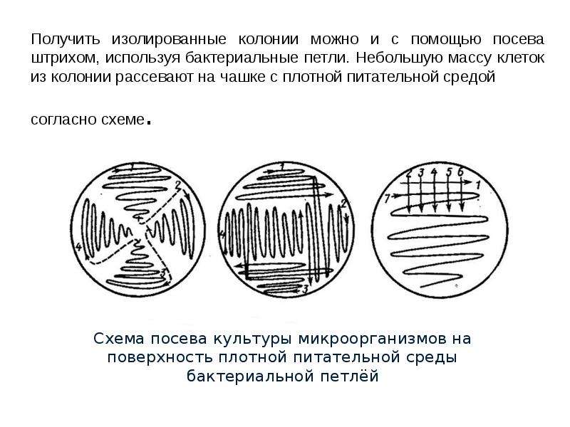 Начертите схему посева любой культуры и правильно наложенную рамку