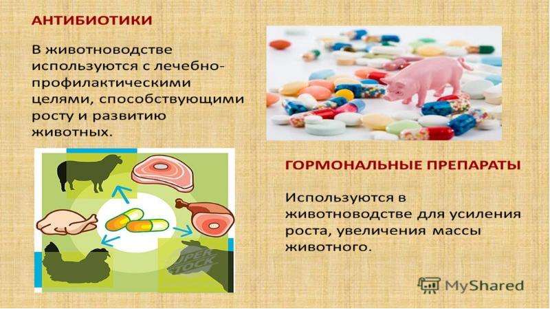 Источники загрязнения пищевых продуктов презентация