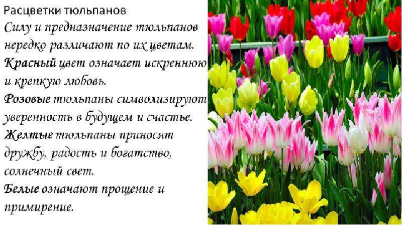 Тюльпаны это символ. Что символизирует тюльпан. Тюльпан символ чего. Тюльпан значение цветка. Цвет тюльпанов значение.