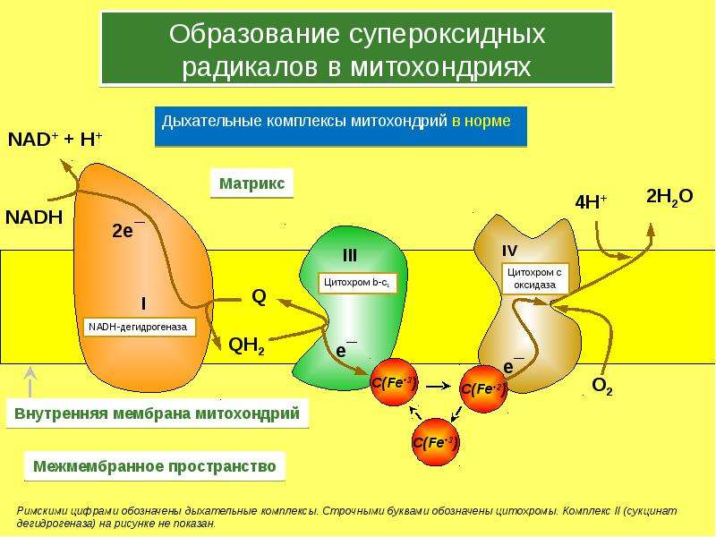 Презентация на тему радикалы