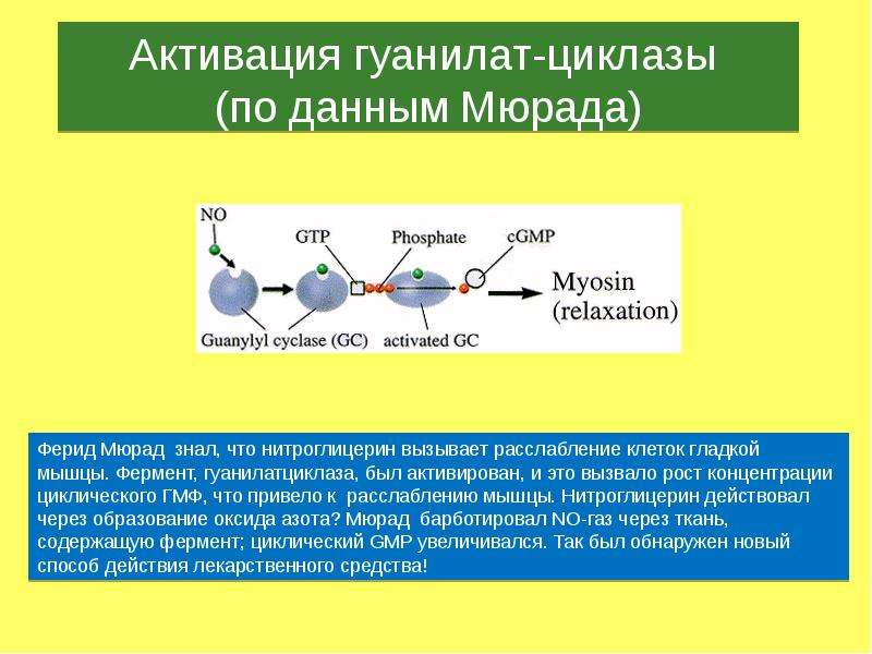 Фермент гуанилатциклаза сосудистой стенки относится к рецепторам типа