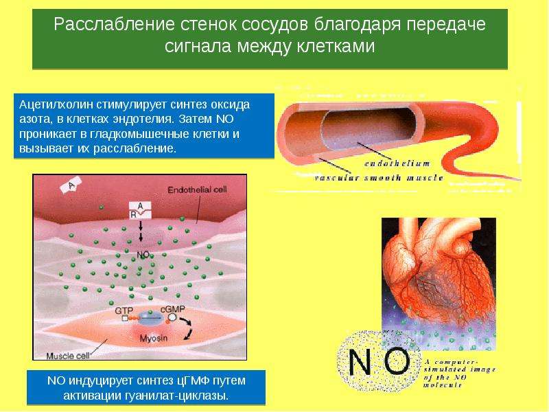 Свойство проникать через стенку капилляра