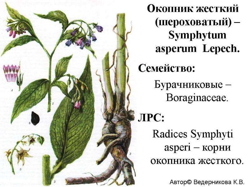 Семейство бурачниковые презентация