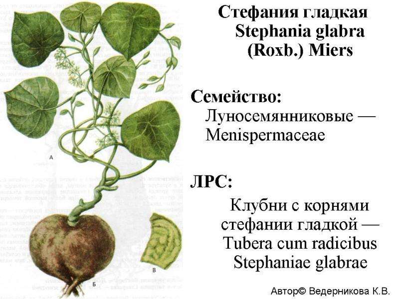 Лекарственное растительное сырье клубни. Лекарственное растительное сырье алкалоиды. ЛРС содержащие алкалоиды. Алкалоиды вератрума.