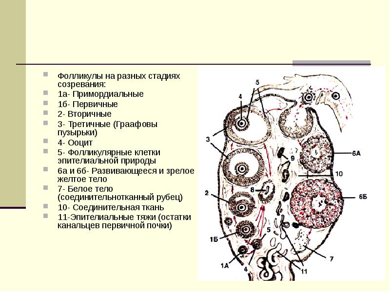 Мужская половая система гистология презентация