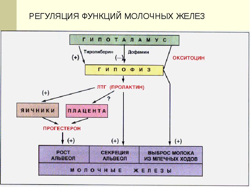 Молочная железа гормон. Гормональная регуляция молочных желез. Эндокринная регуляция функций молочной железы. Регуляция функций. Схема регуляции лактации.