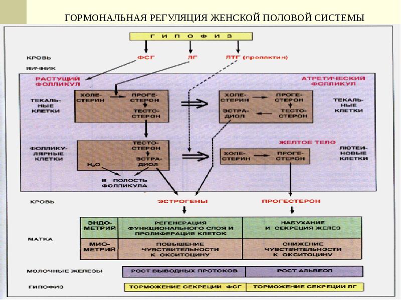 Регуляция гормонов. Гормональная регуляция функций мужской половой системы. Гормоны женской репродуктивной системы гистология. Регуляция женской половой системы. Гормональная регуляция женской репродуктивной системы.