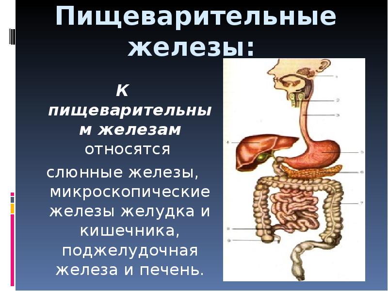 Перечислите органы пищеварительного канала и железы. Пищеварительная система человека. Пищеварительные железы. Пищеварительные железы строение. Пищеварительная система презентация.