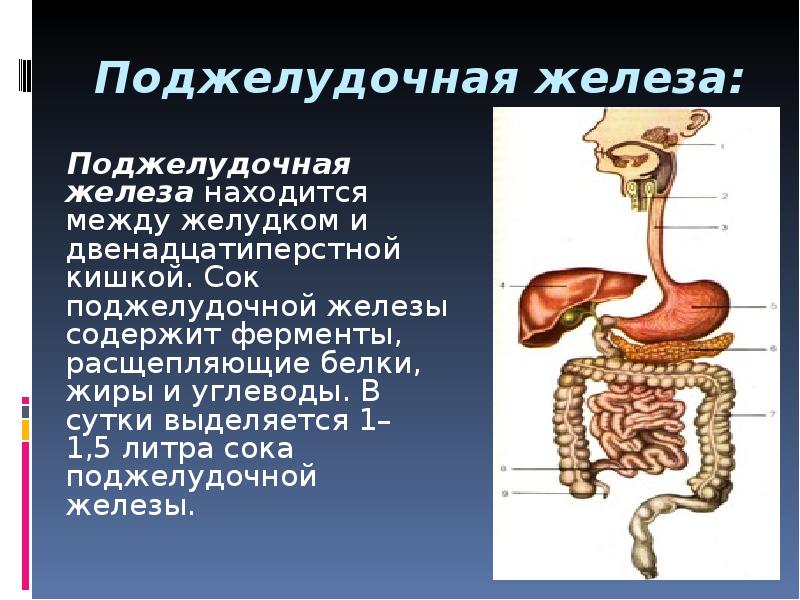Какие железы расположены в желудке
