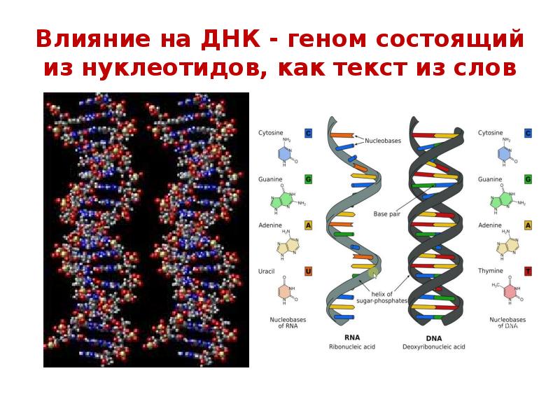 Влияние на ДНК - геном состоящий из нуклеотидов, как текст из слов