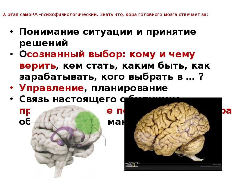 2. этап самоРА –психофизиологический. Знать что, кора головного мозга отвечает за: Понимание ситуаци
